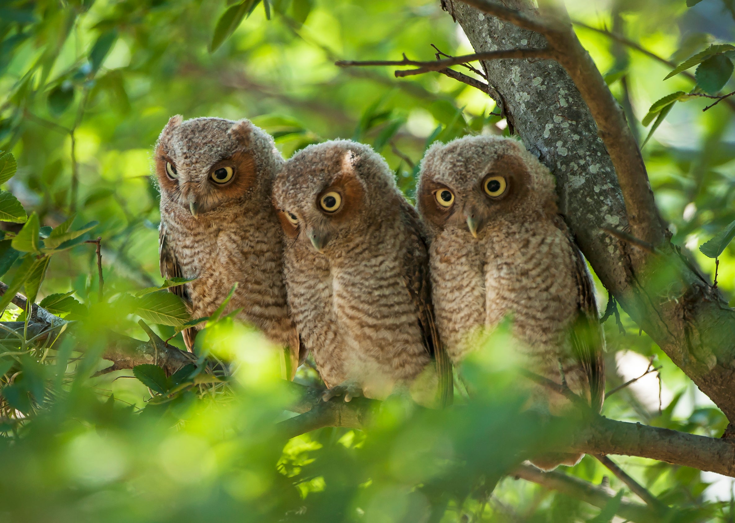 Rice Owls